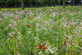 ecologische tuin aanleggen