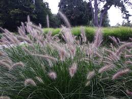 vaste planten tuin