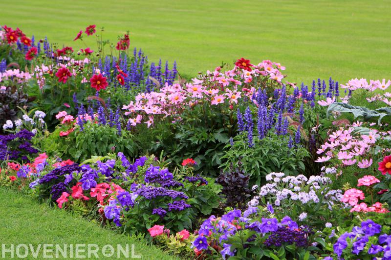 vincent willems hoveniers